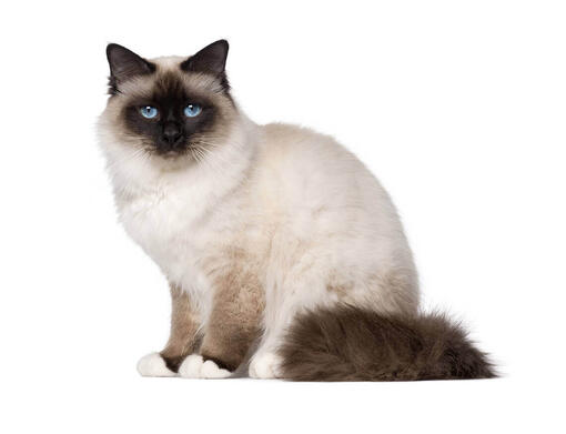 Birman white hot sale cat